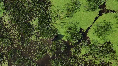 Top-down-aerial-of-single-moose-feeding-on-plants-in-marsh