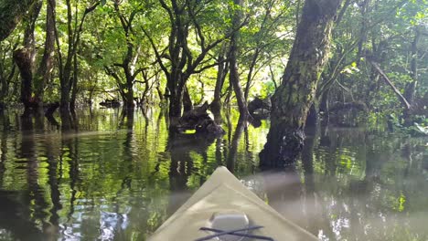 Front-of-kayak-exploring-a-dense-mangrove-ecosystem-of-trees-in-placid-water-in-natural-wilderness-of-remote-tropical-island-of-Pohnpei,-Federated-States-of-Micronesia