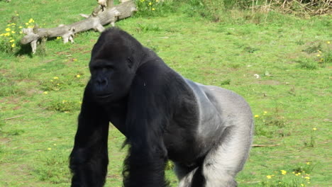 Gorilla-Eating-And-Walking-Around-The-Safari-Park-In-Beekse-Bergen,-The-Netherlands
