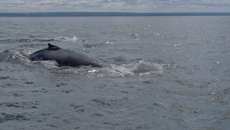 Buckelwale-In-Tadoussac,-Quebec,-Kanada-In-Zeitlupe