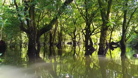 Drifting-through-mangroves-ecosystem-with-sunlight-filtering-through-trees-onto-calm,-placid-water-on-tropical-island-of-Pohnpei,-Federated-States-of-Micronesia