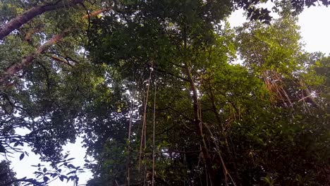Looking-up-at-forest-canopy-in-wilderness-of-mature,-tall-trees-with-vines-hanging-down-in-rainforest-of-remote-tropical-island