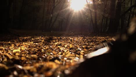 Dunkler-Herbstwald-Mit-Fliegen-Und-Herbstblättern-Auf-Dem-Boden