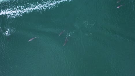 Aerial-view-following-dolphins-swimming-in-boat-waves---cenital,-drone-shot