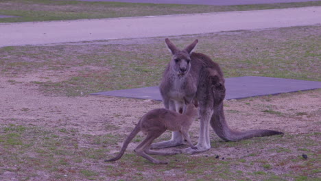 Mother-and-baby-kangaroo-playing-at-the-park