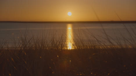 Wildes-Strandgras-Hautnah,-Das-Bei-Sonnenaufgang-Im-Wind-Weht,-Von-Der-Sonne-Beleuchtet