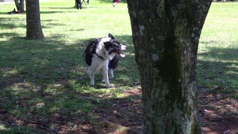 Un-Perro-Feliz-Tiene-Que-Caminar-Todos-Los-Días-Con-Su-Dueño-Y-Disfrutar-De-La-Hierba-Y-El-Sol-En-Un-Descanso-En-Un-Parque