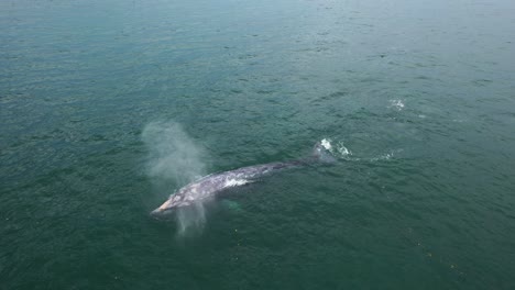 Aerial-view-of-a-sealife-tour-boat-near-a-Grey-whale-in-sea-water---Eschrichtius-robustus