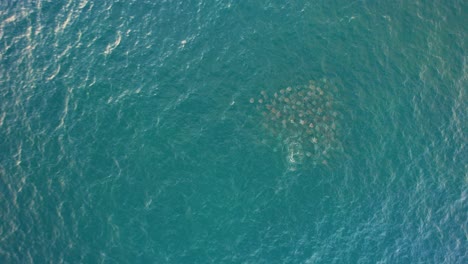 Aerial-view-following-a-squadron-of-Devil-Rays-in-Baja-California,-Mexico---birds-eye,-drone-shot