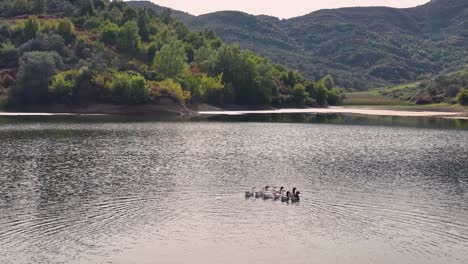 A-raft-of-ducks-swimming-to-the-other-shore-of-a-beautiful-mountain-lake
