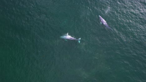 Aerial-view-of-a-pair-of-Gray-whales-sprouting-in-the-ocean---High-angle,-circling,-drone-shot