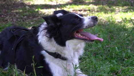 Ein-Glücklicher-Hund-Muss-Jeden-Tag-Mit-Seinem-Besitzer-Spazieren-Gehen-Und-Bei-Einer-Pause-In-Einem-Park-Das-Gras-Und-Die-Sonne-Genießen