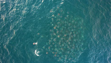 Group-of-Devil-Rays-in-the-sea-of-Cortez-in-Mexico---birds-eye,-aerial-view