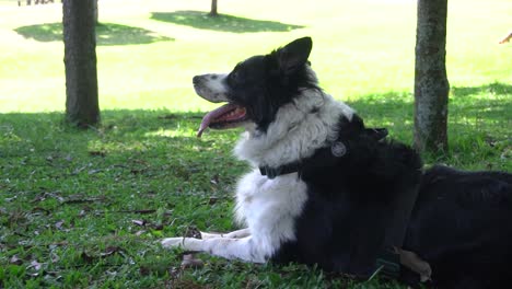 Ein-Glücklicher-Hund-Muss-Jeden-Tag-Mit-Seinem-Besitzer-Spazieren-Gehen-Und-Bei-Einer-Pause-In-Einem-Park-Das-Gras-Und-Die-Sonne-Genießen