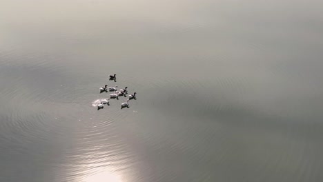 A-raft-of-ducks-paddling-on-smooth-calm-lake-on-a-sunny-day-areal-shot