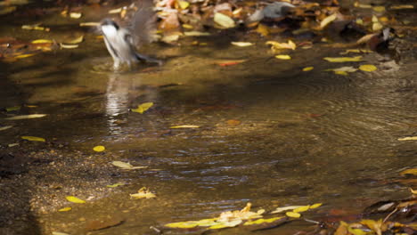 Japanische-Meise,-Die-Ein-Bad-In-Der-Herbstlichen-Waldpfütze-Nimmt-Und-Aktiv-Wasser-Mit-Flügeln-Spritzt