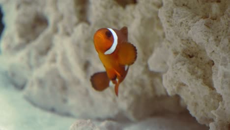 A-close-up-of-a-maroon-clownfish-in-an-aquarium