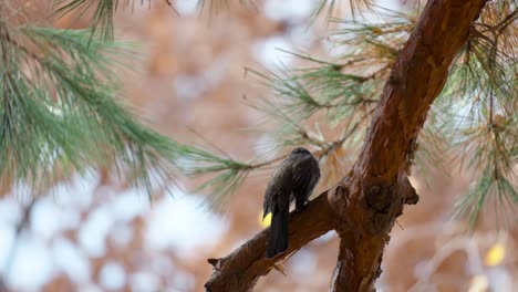Silhouette-of-Brown-eared-Bulbul-Perched-on-Pine-Branch---Low-Angle-Slow-motion