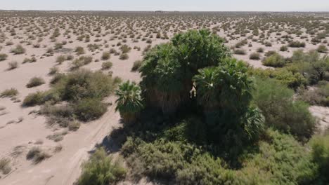 Drone-Se-Acerca-A-Un-Exuberante-Oasis-En-El-Desierto-Arenoso