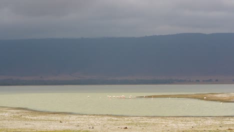 Flock-of-Lesser-Flamingos-in-shallow-waters-at-Ngorongoro-Crater-Lake-Tanzania-Africa,-Wide-angle-shot
