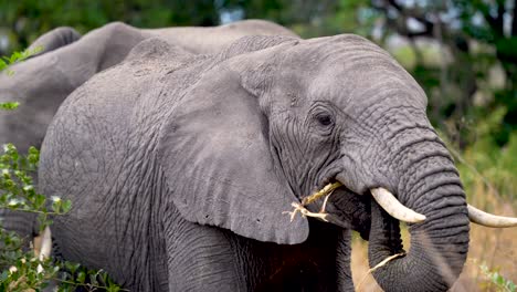 Young-African-elephant-female-feeding-on-vegetation-of-Ngorongoro-wildlife-preserve-in-Tanzania-with-mother-behind,-Handheld-close-up-shot