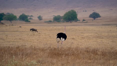 North-African-Ostrich-walking-in-front-of-wildebeest-migration-on-the-plains-of-the-Ngorongoro-crater-preserve-in-Tanzania,-Pan-right-follow-shot