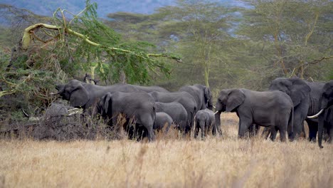 Family-of-African-elephants-at-the-Ngorongoro-Crater-preserve-in-Tanzania-feeding-on-vegetation,-Handheld-wide-stable-shot