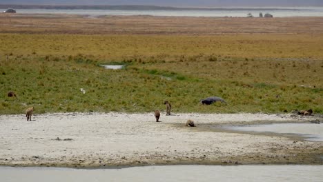 Pack-of-Hyenas-on-grassland-clearing-at-Ngorongoro-Tanzania-Africa-with-safari-vehicles-behind,-Wide-angle-shot