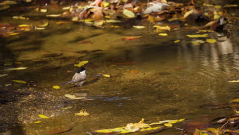 Sumpfmeise-Springen,-Wasser-Spritzen,-Mit-Flügeln-Schlagen-Und-In-Herbstwaldpfützen-Davonfliegen