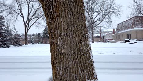 Standing-tree-trunk-with-snow-flurries-on-a-cold-day