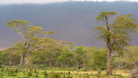 Forest-at-the-Ngorongoro-natural-preserve-crater-Tanzania-Africa-with-moisture-clouds,-Aerial-wide-angle-hovering-shot