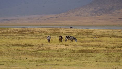 Three-African-Plains-Zebras-grazing-on-the-plains-of-the-Ngorongoro-crater-preserve-in-Tanzania-Africa,-Wide-handheld-shot