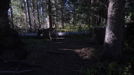 FPV-POV-following-dogs-in-a-dark-shadowed-forest-trail-in-slow-motion