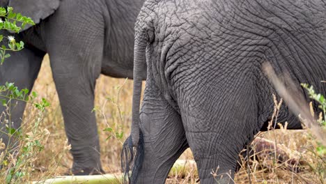 African-elephant-tails-with-hair-detail-in-the-Ngorongoro-wildlife-preserve-in-Tanzania,-Tilt-down-reveal-shot