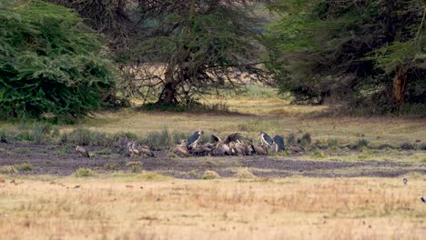 Eurasian-griffon-vultures-and-Marabou-storks-in-Ngorongoro-preserve-Africa-gathering,-Wide-shot