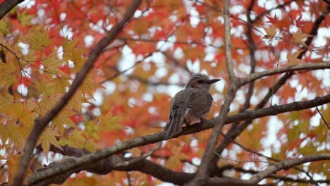 Brown-eared-Bulbul-Bird-Perched-on-Maple-Tree-Branch