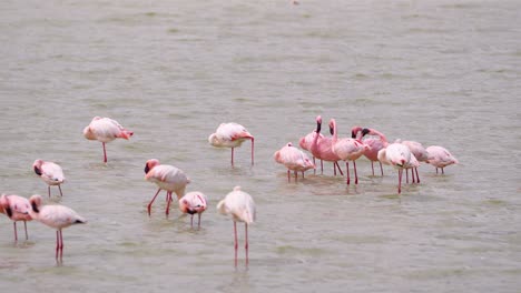Flock-of-Lesser-Flamingos-bathing-on-shallow-lake-in-Ngorongoro-crater-in-Tanzania-Africa,-Stable-telephoto-shot