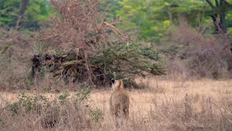 Weiblicher-Löwe-Beobachtet-Und-Geht-Weg-In-Bürsten-ngorongoro-naturgebiet-Tansania-Afrika,-Tragbarer-Langer-Schuss