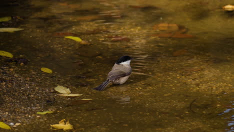 Marsh-tit-Splashing-Water-with-Winds-in-Autumn-Forest-Puddle-in-Slow-Motion