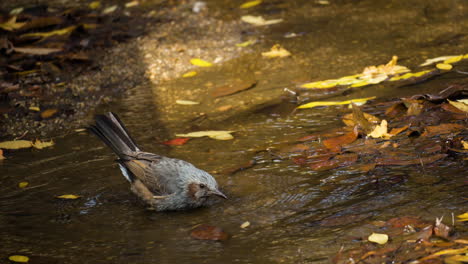 Eurasian-Brown-eared-Bulbul-Drinking-Water-from-Puddle-and-Washing-Body-Flapping-Wings,-Bird-Bathing-In-Puddle-in-Slow-motion