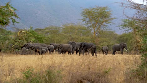 African-elephant-family-at-the-Ngorongoro-Crater-preserve-in-Tanzania-feeding-on-vine-trees,-Handheld-wide-stable-shot