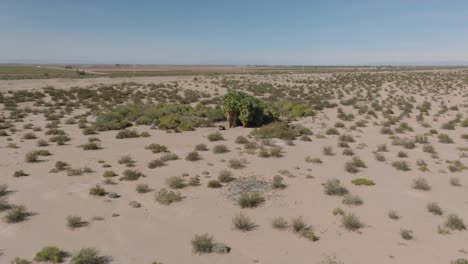 Drone-Shot-Approaching-Lush-Desert-Oasis,-Green-Trees-in-the-Middle-of-Arid-Shrubland