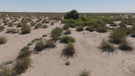 Drone-Shot-of-Desert-Pathway-with-Vehicle-Tracks-in-Sand,-Shrubs-and-Trees-Surrounding