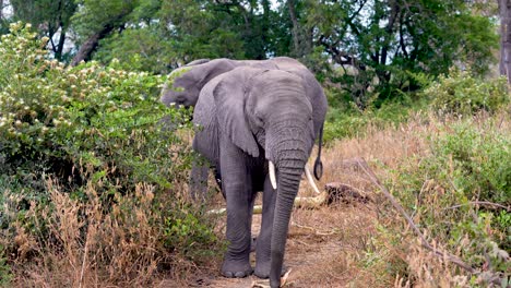 Young-African-elephant-feeding-on-vegetation-with-mother-behind-at-Ngorongoro-wildlife-preserve-in-Tanzania,-Handheld-medium-shot