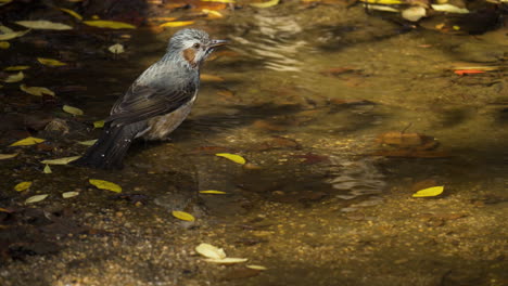 Asian-Brown-eared-Bulbul-or-Chestnut-eared-Bulbul-Jumps-into-Water-and-Splashes-Water-Flapping-Wings,-Bird-Bathing-In-Puddle-in-Slow-motion