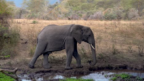 Young-male-elephant-stops-to-drink-from-a-waterhole-then-walks-away,-Ngorongoro-Tanzania,-Handheld-pan-right-follow-shot