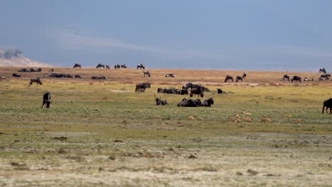Dozens-of-wildebeest-animals-grazing-during-migration-on-the-plains-of-the-Ngorongoro-preserve-in-Tanzania-Africa,-Handheld-wide-shot