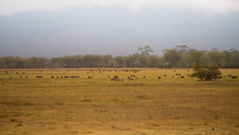 Gnus-Und-Zebras,-Die-In-Den-Ebenen-Des-Ngorongoro-naturschutzgebiets-Tansania-Afrika-Grasen,-Schwebende-Luftaufnahme