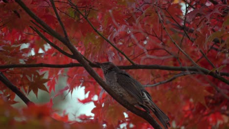 Asian-Brown-eared-Bulbul,-Chestnut-eared-Bulbul-Sitting-and-Singing-on-Red-Japanese-Maple-Tree-in-Autumn