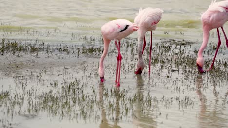 Kleinere-Flamingos,-Die-In-Den-Feuchtgebieten-Des-Ngorongoro-Kraters-In-Tansania,-Afrika,-Grasen,-Handgehaltene-Nahaufnahme